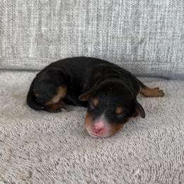Boy 1 - Tri-color male Bernedoodle puppy in Spring Hill, Florida from Ohana Doodles