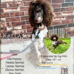 Oakley - Poodle