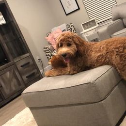 Goldendoodle Puppies from Izzy's Doodles