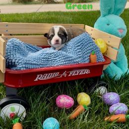 Green Collar - Sable male Pembroke Welsh Corgi puppy in Wheatland, California from Emerald Corgis