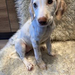 Dalmatian Puppies from City Dals