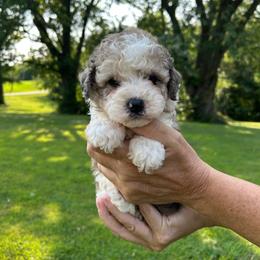 Ava - Chocolate merle female Bernedoodle puppy in Lancaster, Missouri from Cavapoo Acres