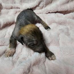 Sally - Bronze female Xoloitzcuintli puppy in Eugene, Oregon from Naked nobles kennel