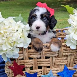Summer - Tri-color female Bernedoodle puppy in Russell Springs, Kentucky from 270 Doodles