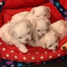 Maltese from Masterpiece Maltese