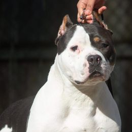 Waffles  - American Bully