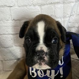 Boxer Puppies from Primo Amore Boxers
