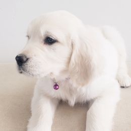 Golden Retriever and Labrador Retriever Puppies from Sierra Hills Retrievers