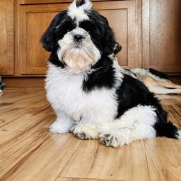 Winnie - Shih Tzu