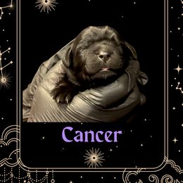 Cancer - Black female Newfoundland puppy in Tully, New York from Bear Paw Newfoundlands