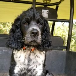 English Springer Spaniels from Due South Springers