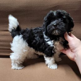 Havanese and Shih Tzu Puppies from Locust Creek Shih Tzu & Havanese