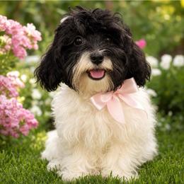 Luna - Chocolate and white female Havapoo puppy in Lancaster, South Carolina from 3 Bs Havanese-PUPPIES with  PURPOSE