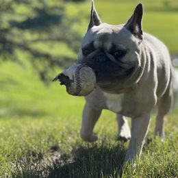 French Bulldog All Grown Up from Sweet P Frenchies