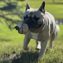 French Bulldog All Grown Up from Sweet P Frenchies