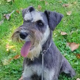 Iris - Miniature Schnauzer