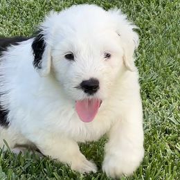 Kat - Sheepadoodle puppy in California from Sheepadoodles of Orange County