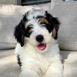 Page - Tri-color female Bernedoodle puppy in Gilbert, Arizona from 5280 Bernedoodles