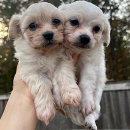 Shihpoos from ToyDogue