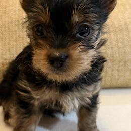 Puppy C - Black and tan male Yorkshire Terrier puppy in Hudson, Florida from MCM Acres