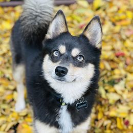 Kamari - Pomsky