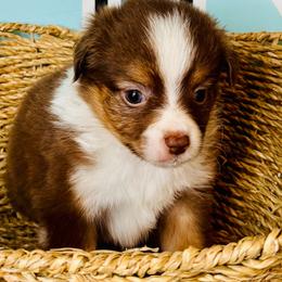 Red Tri girl - Red tri female Toy Australian Shepherd puppy in Oklahoma City, Oklahoma from Faith River Aussies