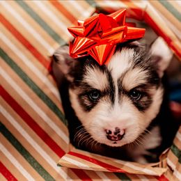 Callie - Black and white female Pomsky puppy in Mc Callsburg, Iowa from SZ Rolling Acres LLC