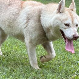 Crystal - Siberian Husky