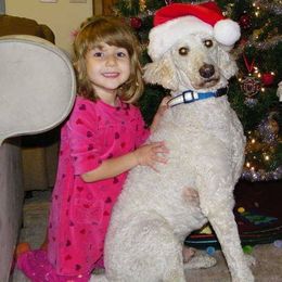 Poodle Puppies from Magnificent Standards