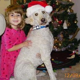 Poodle Puppies from Magnificent Standards