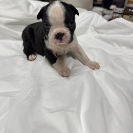 Holly - Black brindle and white female Boston Terrier puppy in Goshen, Ohio from Washburns bostons
