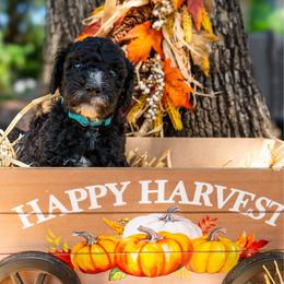 Barkley - Black male Poodle puppy in Spring Branch, Texas from Mezzo Poodles