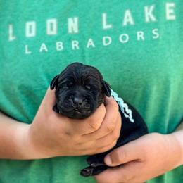 Teal girl - Black female Labrador Retriever puppy in Lake City, Michigan from Loon Lake Labradors