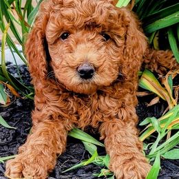 Goldendoodles from AJ'S Mini Doodles