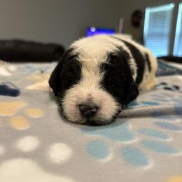 Goldendoodle and Poodle Puppies from Southern Stroll Poodles & Doodles