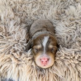 Smash - Dapple male Dachshund puppy in Wamego, Kansas from Doodles of Oz