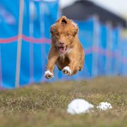 Nova Scotia Duck Tolling Retriever All Grown Up from Neff Tollers