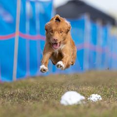 Nova Scotia Duck Tolling Retriever All Grown Up from Neff Tollers