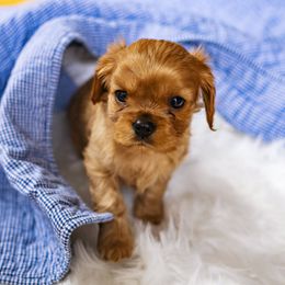 Cavalier King Charles Spaniel Puppies from Carolina Cavaliers