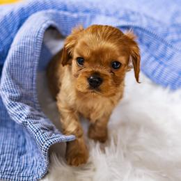 Cavalier King Charles Spaniel Puppies from Carolina Cavaliers