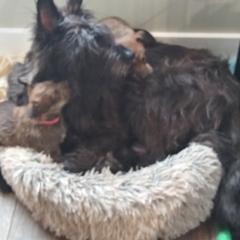 Berger Picard Puppies from Touche Rose