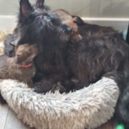 Berger Picard Puppies from Touche Rose