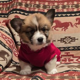 Moose - Sable male Pembroke Welsh Corgi puppy in Hebron, Kentucky from The Clever Corgi