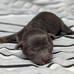 Aphrodite - Chocolate female Cavapoo puppy in Salem, New Jersey from Dreamy Night Doodles