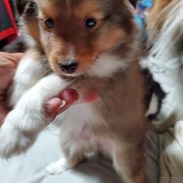 Toy Shetland Sheepdog Puppies from LaLa's Lilliputian Lassies