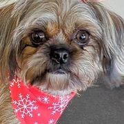 Sophie - Shorkie