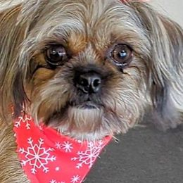 Sophie - Shorkie