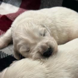 Remus- Boy 2 - Light golden male Golden Retriever puppy in Holly, Michigan from Nina's Golden hour