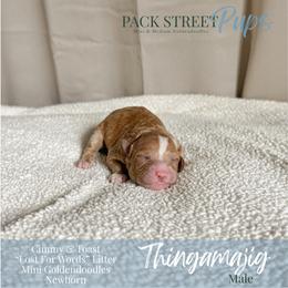 Thingamajig - Apricot male Goldendoodle puppy in Paxville, South Carolina from Pack Street Pups