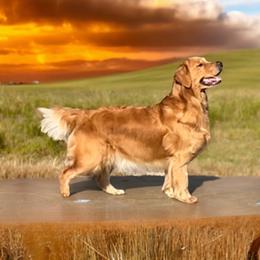 Grace - Golden Retriever